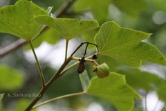 Jatropha tanjorensis